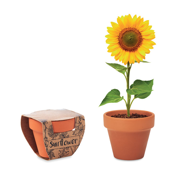 mo6147-40.jpg SUNFLOWER